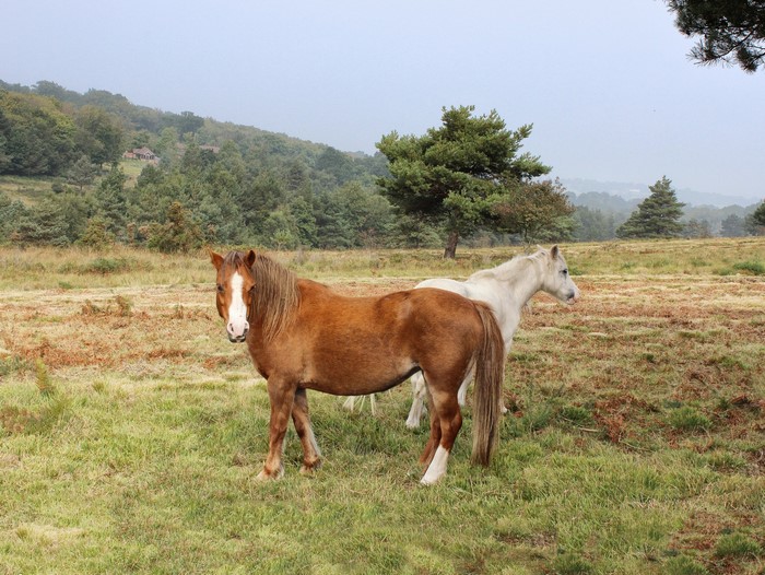 Two horses in a grassy field with trees