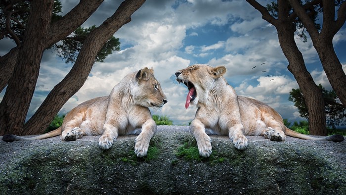 Two lions on a rock with trees and clouds