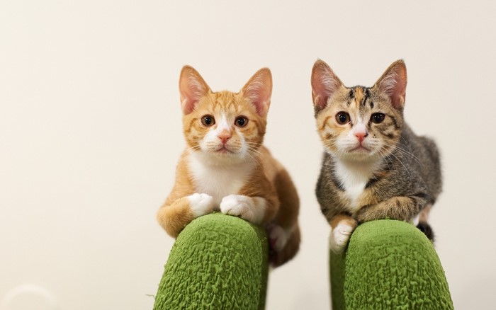 Two kittens sitting on green cushions