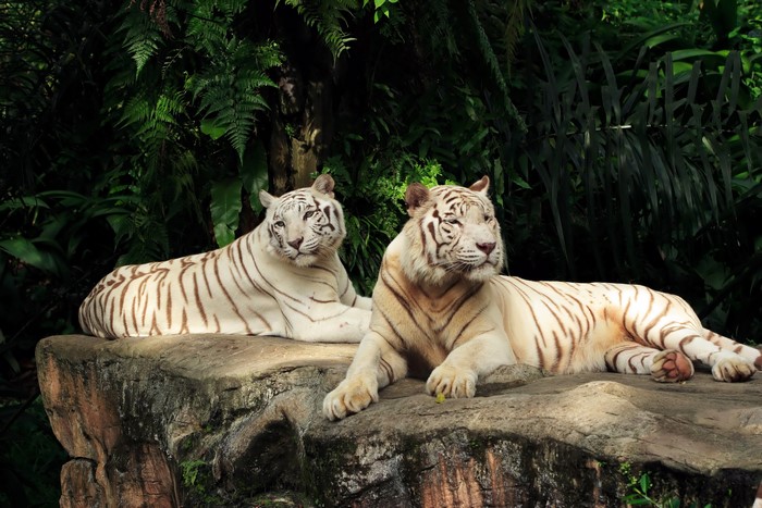 Two white tigers resting on a rock