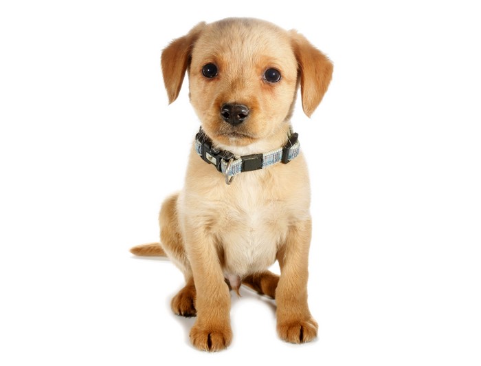 Golden Retriever Puppy with Collar