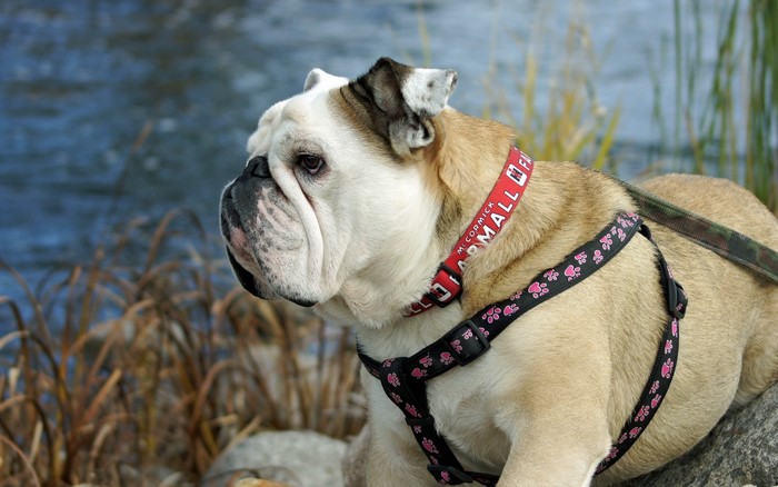 English Bulldog wearing a red collar and harness