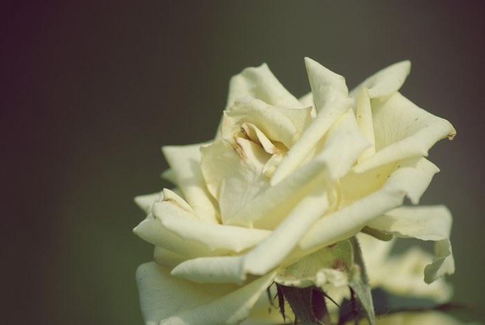 White Rose Closeup
