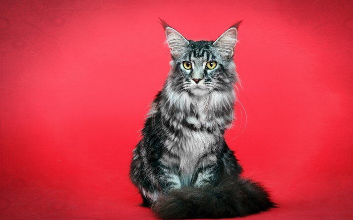 Maine Coon cat sitting on a red background