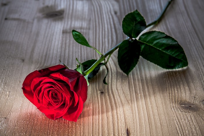 Red rose on a wooden surface