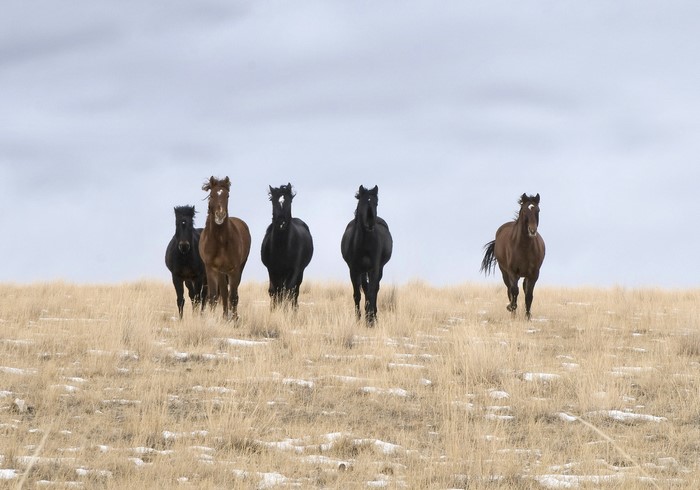 Five horses running across a dry, grassy field