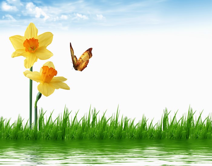 Daffodils and Butterfly with Water and Grass