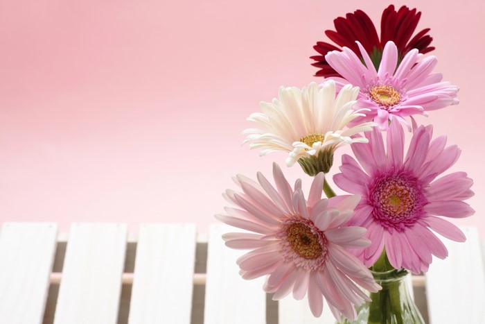 Gerberas in a vase on a pink background