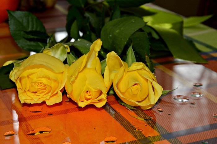 Three yellow roses with water droplets