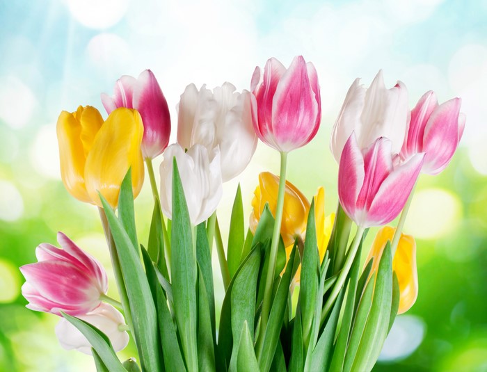 Bouquet of Pink, White, and Yellow Tulips