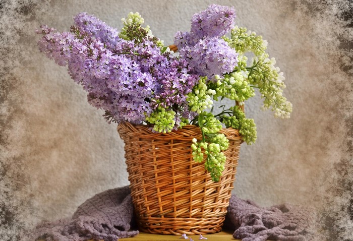 Lilac flowers in a wicker basket with a purple scarf