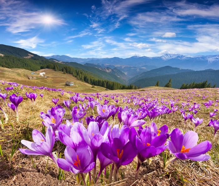 Field of Crocuses in Mountains Under Blue Sky