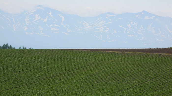Green field with snow-capped mountains in the background