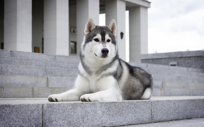 Husky dog lying on stone stairs in front of a building