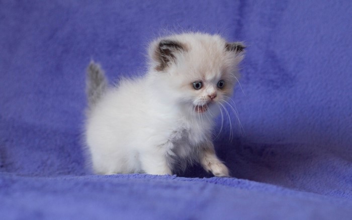 Fluffy white kitten with blue eyes on purple blanket