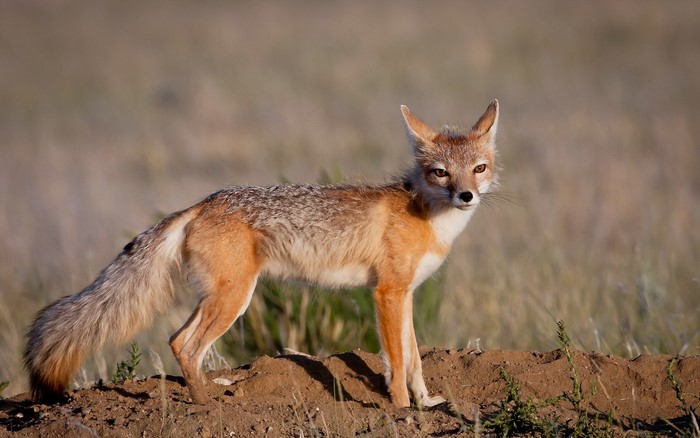 A swift fox stands on a dirt mound