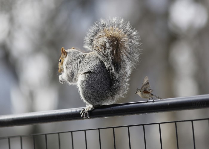 Squirrel and bird on a fence