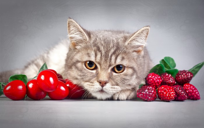 A cat with cherries and raspberries