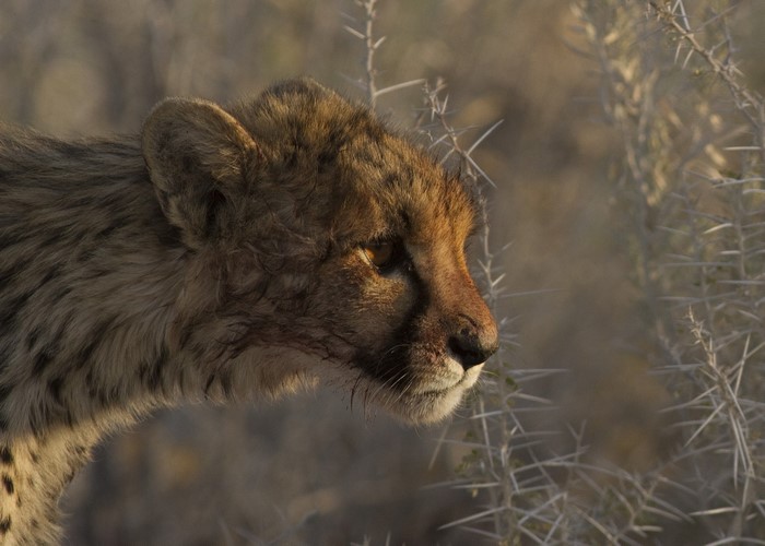 Cheetah cub in thorny bushes