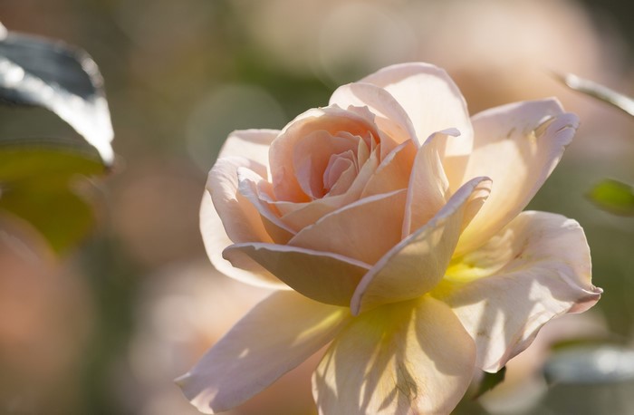 Close-up of a delicate peach rose in soft sunlight