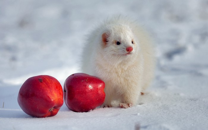 White ferret with red apples in the snow