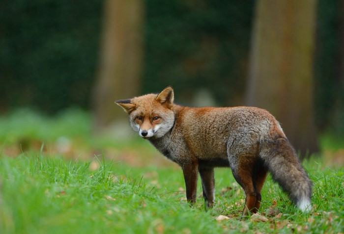 A fox stands in a grassy field with trees in the background
