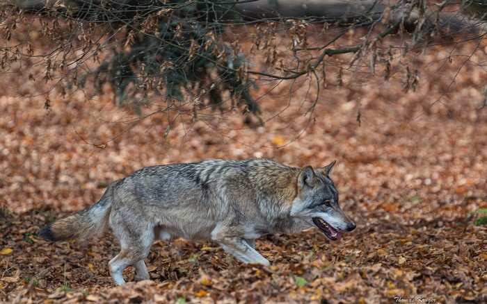 Wolf walking through autumn foliage