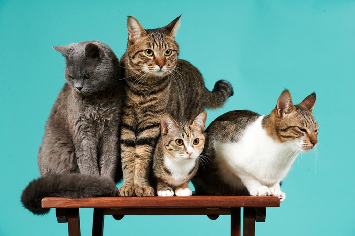 Four cats sitting on a wooden table