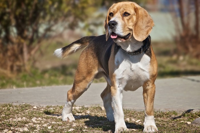 A Beagle dog standing outdoors