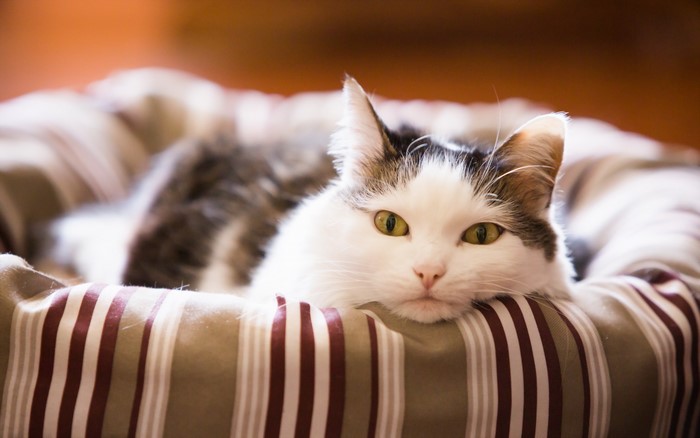 A cat resting in a striped bed