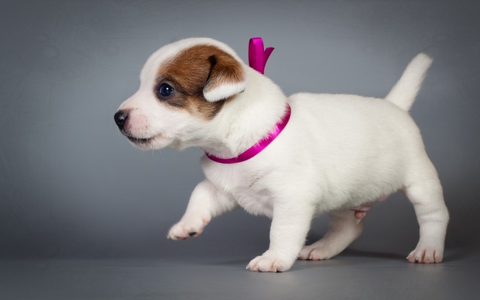 Jack Russell Terrier Puppy with Pink Collar