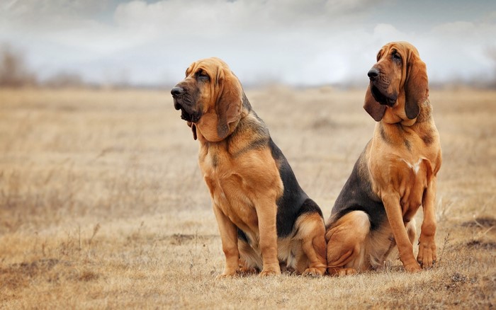 Two Bloodhounds Sitting in a Field