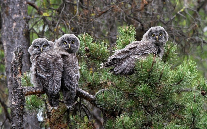 Three young Great Grey Owls perched on a pine tree branch