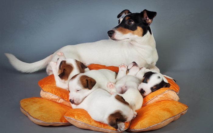 Adult Jack Russell Terrier with Puppies on Orange Pillows