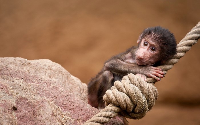 Baby baboon clinging to a rope