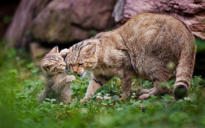 Mother and kitten wildcats in grass