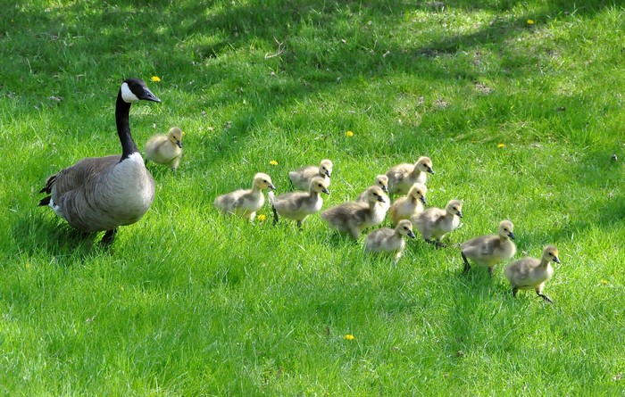 Canada Goose and Goslings on Green Grass