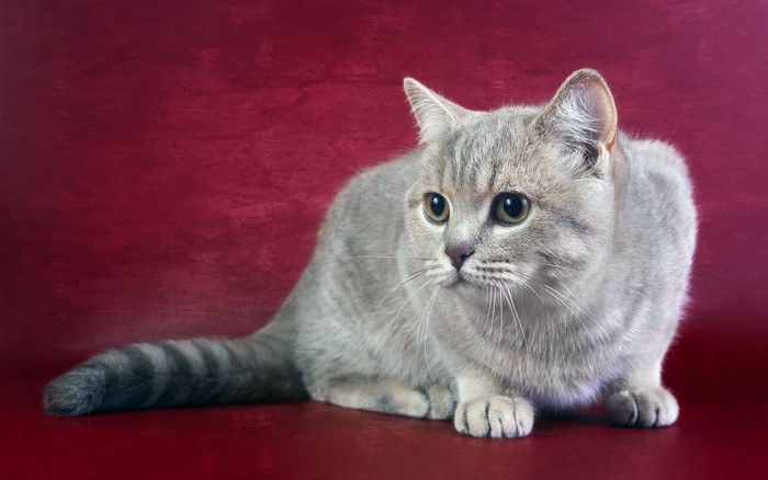 A British Shorthair cat with grey fur