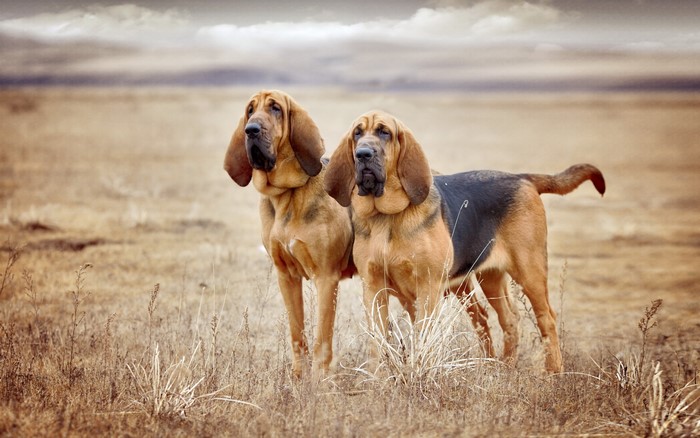 Two Bloodhounds in a Dry Field