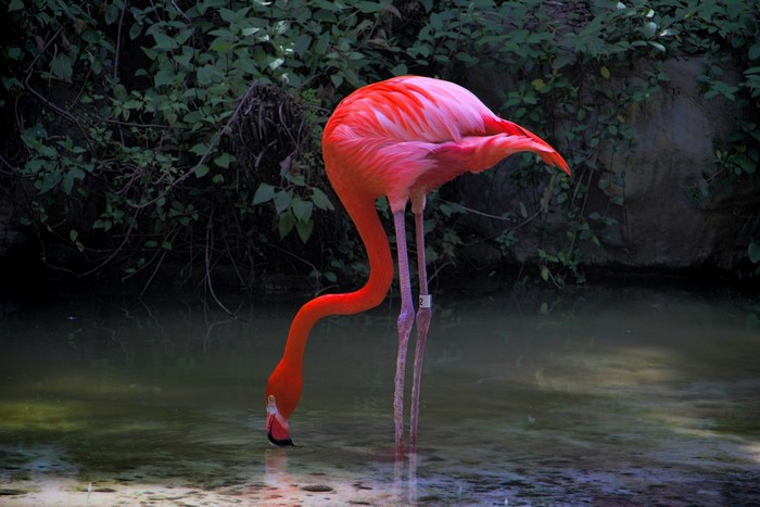 Flamingo drinking water in a pond