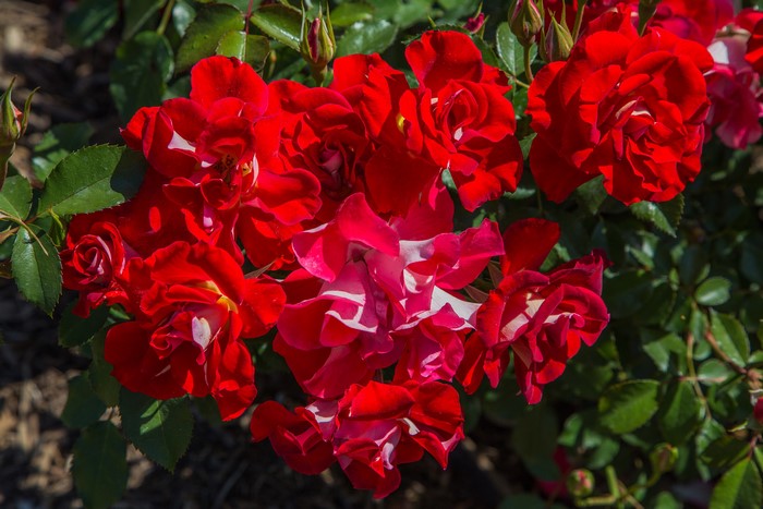 Red roses with white accents and green leaves