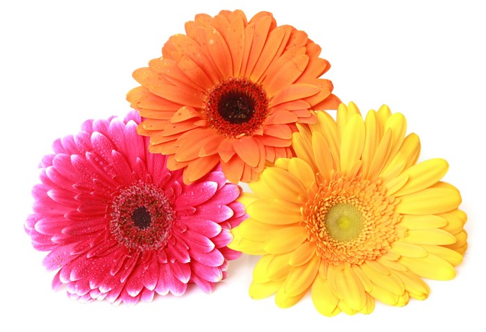 Three Gerbera Daisies in Orange, Pink, and Yellow