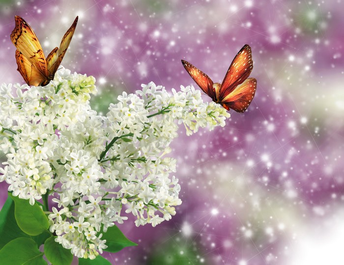 White Lilacs with Butterflies