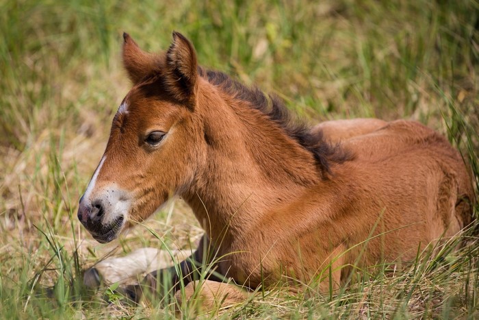 A brown foal lying in green grass