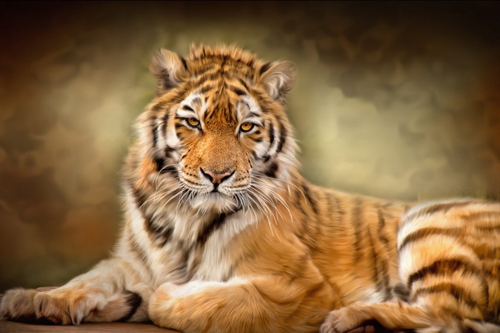 Tiger looking forward