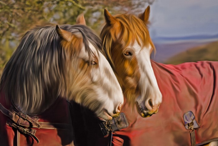 Two horses wearing red blankets