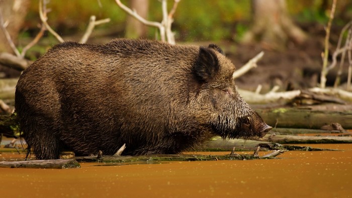Wild boar standing in muddy water