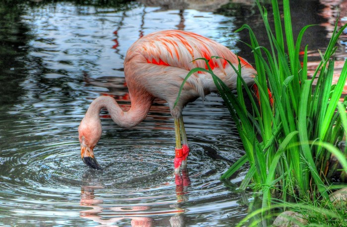 Flamingo drinking water near green reeds