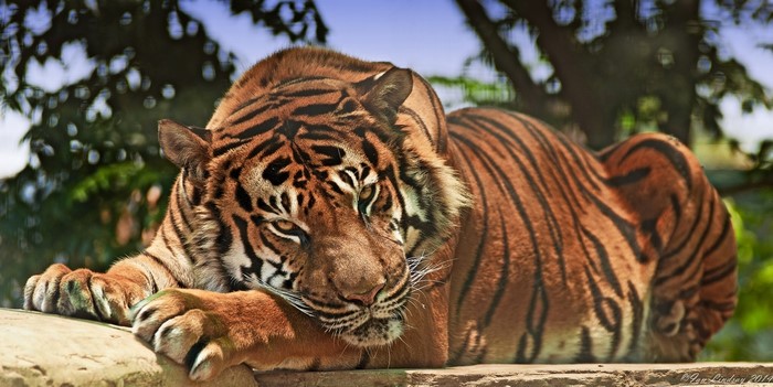 Tiger resting on a ledge