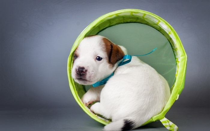 Puppy in a green basket